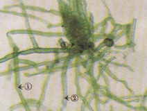 生物切片生產廠家浪花生物切片